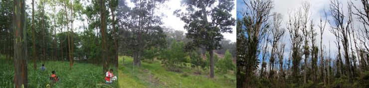 Photos of forests on Hawaii Island